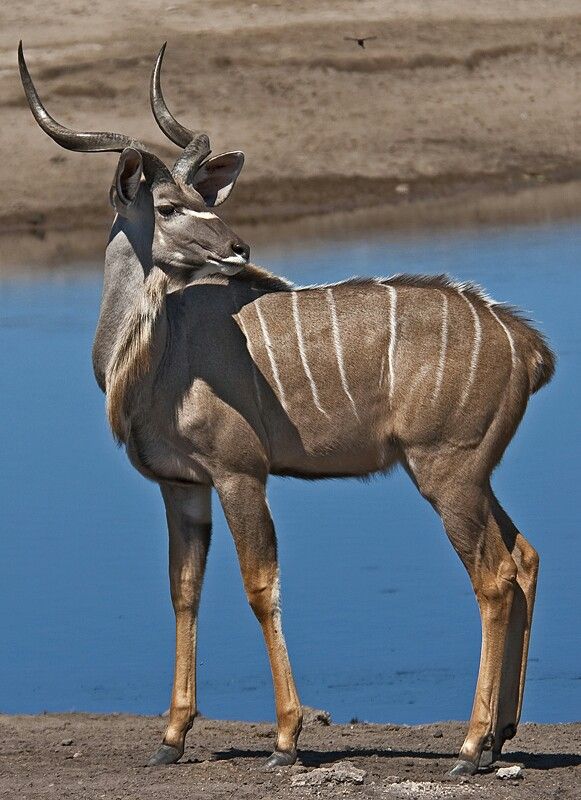 Greater Kudu